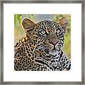Gazing Leopard Framed Print