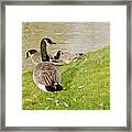 Geese In Cambridge Winter. Framed Print