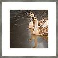 Geese In The Spotlight Framed Print