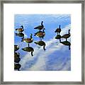 Geese Lake Reflections Framed Print