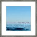 Geese Over The Cape Cod Bay Framed Print