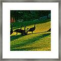 Geese The Perfect Pattern Framed Print