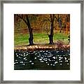 Geese Weeping Willows Framed Print