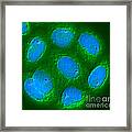 Genetic Research, Mapping Genes, Fish Framed Print