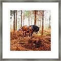 Gentle Giant - Horse At Work In Forest Framed Print