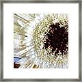 Gerbera Framed Print