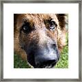 German Shepherd Dog Framed Print