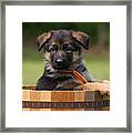 German Shepherd Puppy In Planter Framed Print