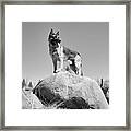 German Shepherd Framed Print