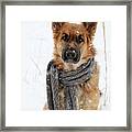 German Shepherd Wearing Scarf In Snow Framed Print