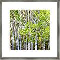 Getting Lost In The Wilderness Framed Print