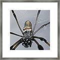 Getting To Know A Golden Orb Weaver Framed Print