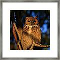 Great Horned Owl Series 21 Framed Print