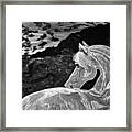 Ghost Horse In Black And White Framed Print