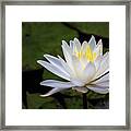 Ghost Lily Framed Print