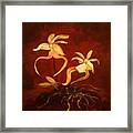 Ghost Orchids Framed Print