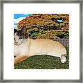 Giant Cat Framed Print