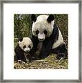 Giant Panda Ailuropoda Melanoleuca Framed Print