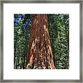 Giant Sequoia In Yosemite National Park Framed Print
