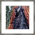 Giant Sequoia Framed Print