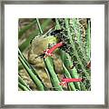 Gila Woodpecker 0830 Framed Print