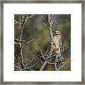 Gila Woodpecker Framed Print