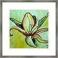Gilded Lily Framed Print