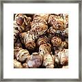 Ginger Root Framed Print