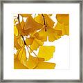 Ginkgo Ginkgo Biloba Leaves In Autumn Framed Print
