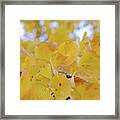 Ginkgo Yellow Leaves Framed Print