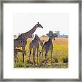 Giraffe Family Framed Print