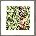 Giraffe Framed Print