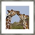 Giraffe Kisses Framed Print