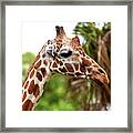 Giraffe Profile Miami Framed Print