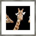 Giraffe Trio Framed Print