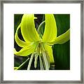 Glacier Lily Framed Print