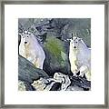 Glacier Mountaineers - Mountain Goats Framed Print