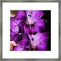 Gladiolous Framed Print