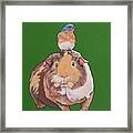 Gladys The Guinea Pig Framed Print