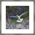 Glaucous-winged Gull Framed Print