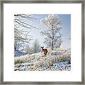 Glen Shiel Misty Winter Deer Framed Print