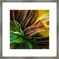 Glorious Rudbeckia Daisy Framed Print