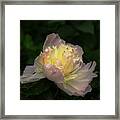 Glow Within A Peony Framed Print