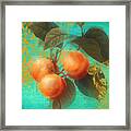 Glowing Fruits Apricots Framed Print