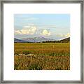 Glowing Meadow Framed Print