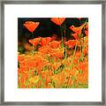 Glowing Poppies Framed Print