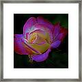 Glowing Rose Framed Print