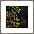 Glowing Tree At Zion Framed Print