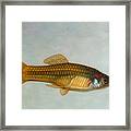 Go Fish Framed Print