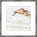 Godwit Over The Ocean Framed Print